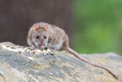 un rat brun qui marche sur une pierre