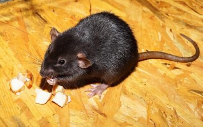 Un rat noir qui mange du fromage sur un panneau en bois